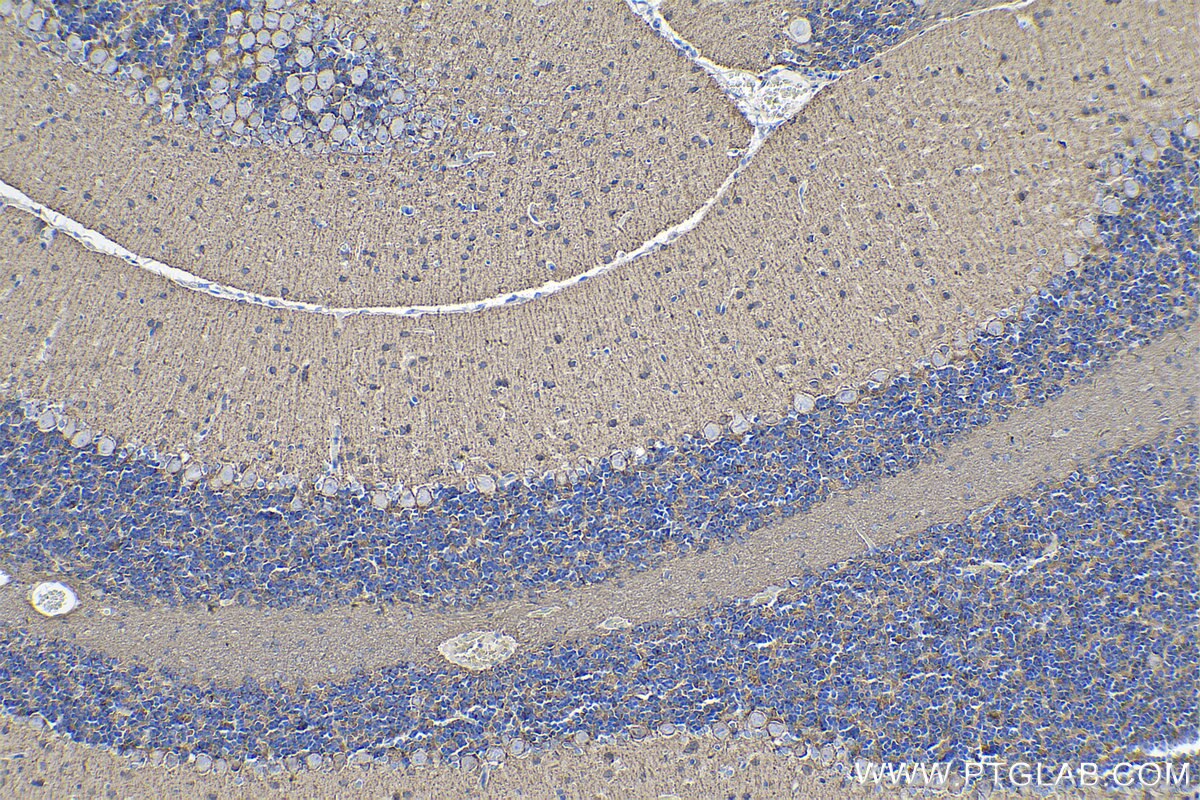 Immunohistochemistry (IHC) staining of rat cerebellum tissue using PCDHA5 Polyclonal antibody (15270-1-AP)