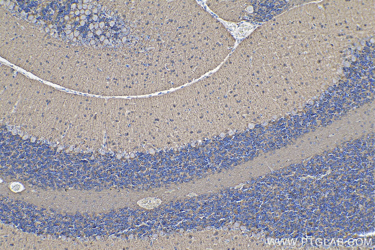 Immunohistochemistry (IHC) staining of rat cerebellum tissue using PCDHA5 Polyclonal antibody (15270-1-AP)