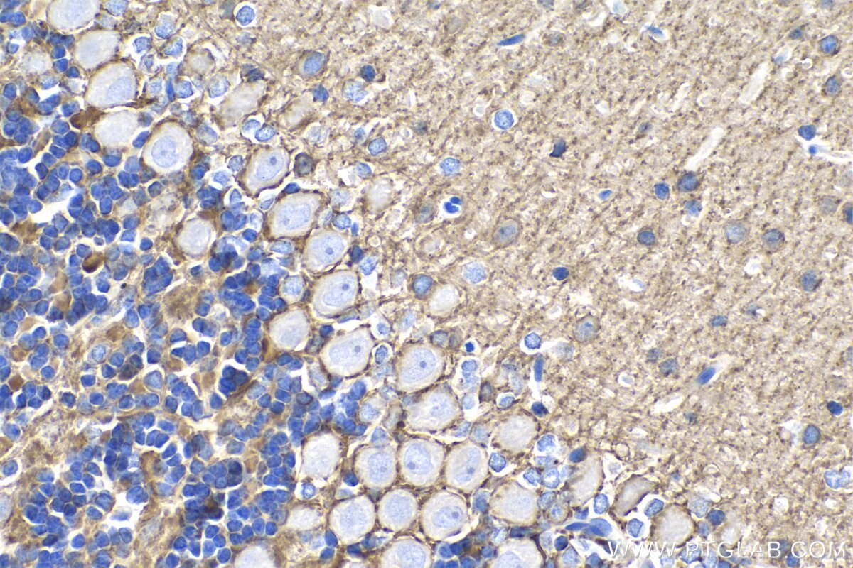 Immunohistochemistry (IHC) staining of rat cerebellum tissue using PCDHA5 Polyclonal antibody (15270-1-AP)