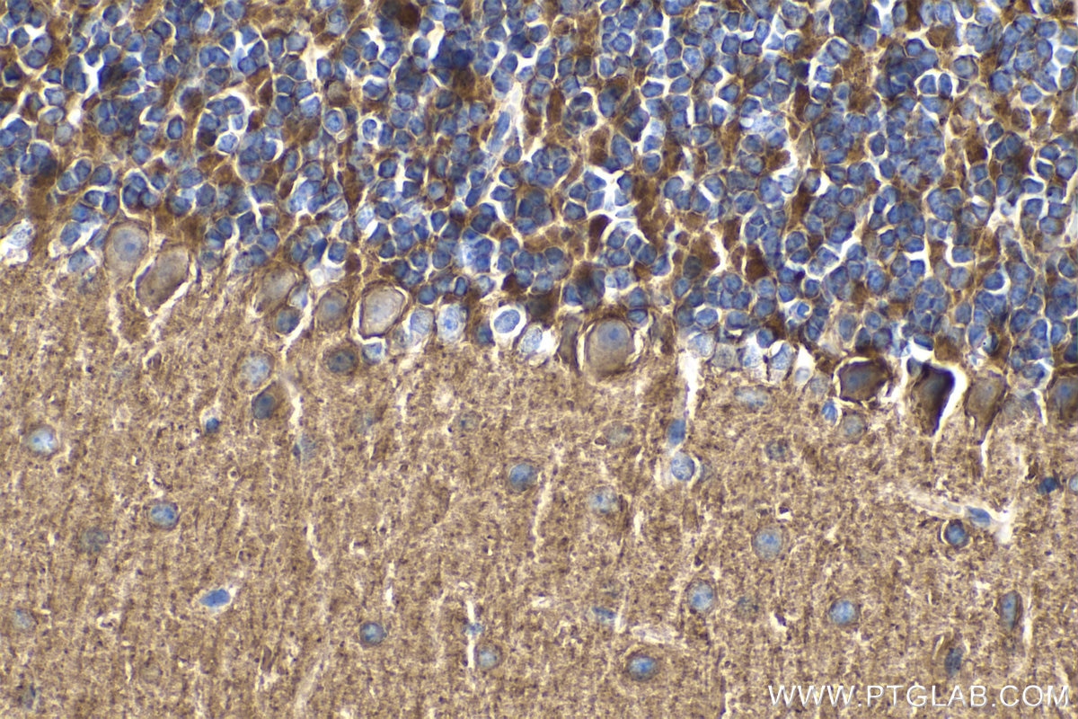 Immunohistochemistry (IHC) staining of mouse cerebellum tissue using PCDHA5 Polyclonal antibody (15270-1-AP)