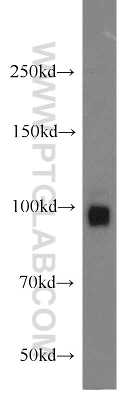 Western Blot (WB) analysis of human brain tissue using PCDHA5 Polyclonal antibody (15270-1-AP)