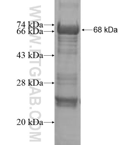 PCDHA5 fusion protein Ag7376 SDS-PAGE