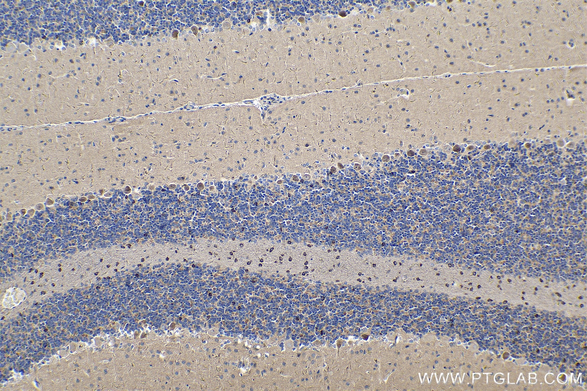 Immunohistochemistry (IHC) staining of rat cerebellum tissue using PCDHA6 Polyclonal antibody (12853-1-AP)