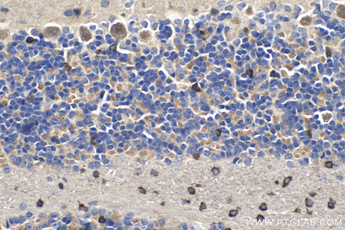 Immunohistochemistry (IHC) staining of rat cerebellum tissue using PCDHA6 Polyclonal antibody (12853-1-AP)