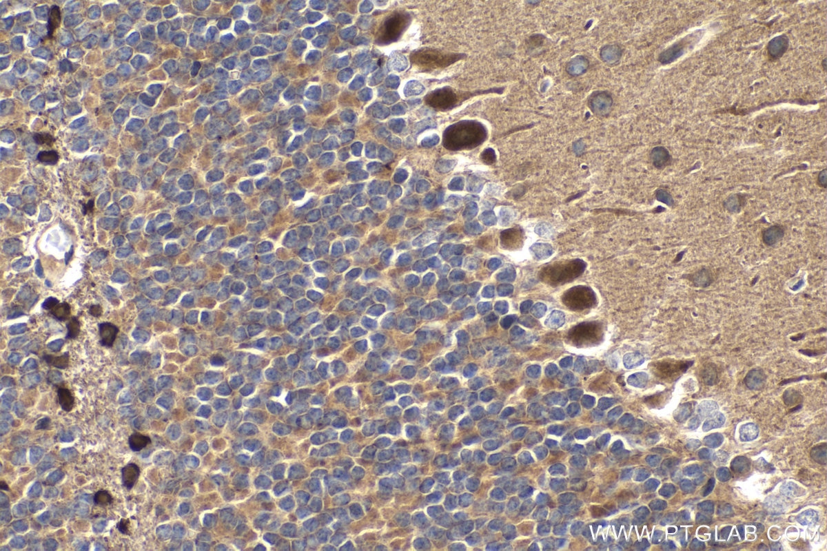 Immunohistochemistry (IHC) staining of mouse cerebellum tissue using PCDHA6 Polyclonal antibody (12853-1-AP)