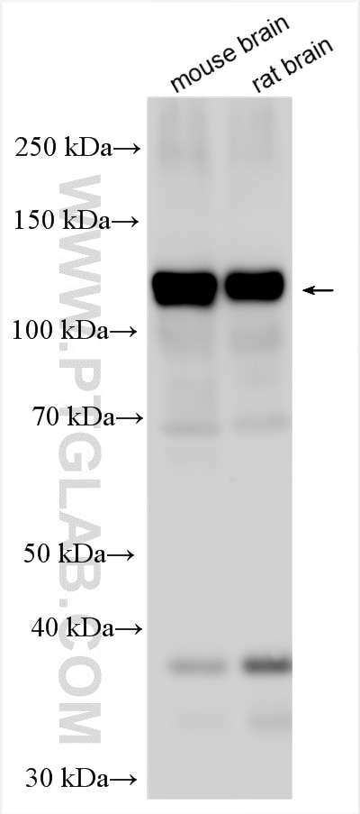 Western Blot (WB) analysis of various lysates using PCDHA6 Polyclonal antibody (12853-1-AP)
