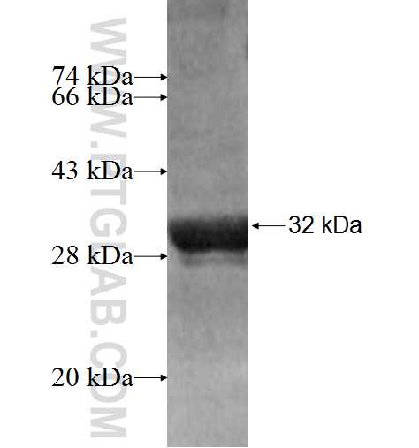 PCDHA6 fusion protein Ag8300 SDS-PAGE