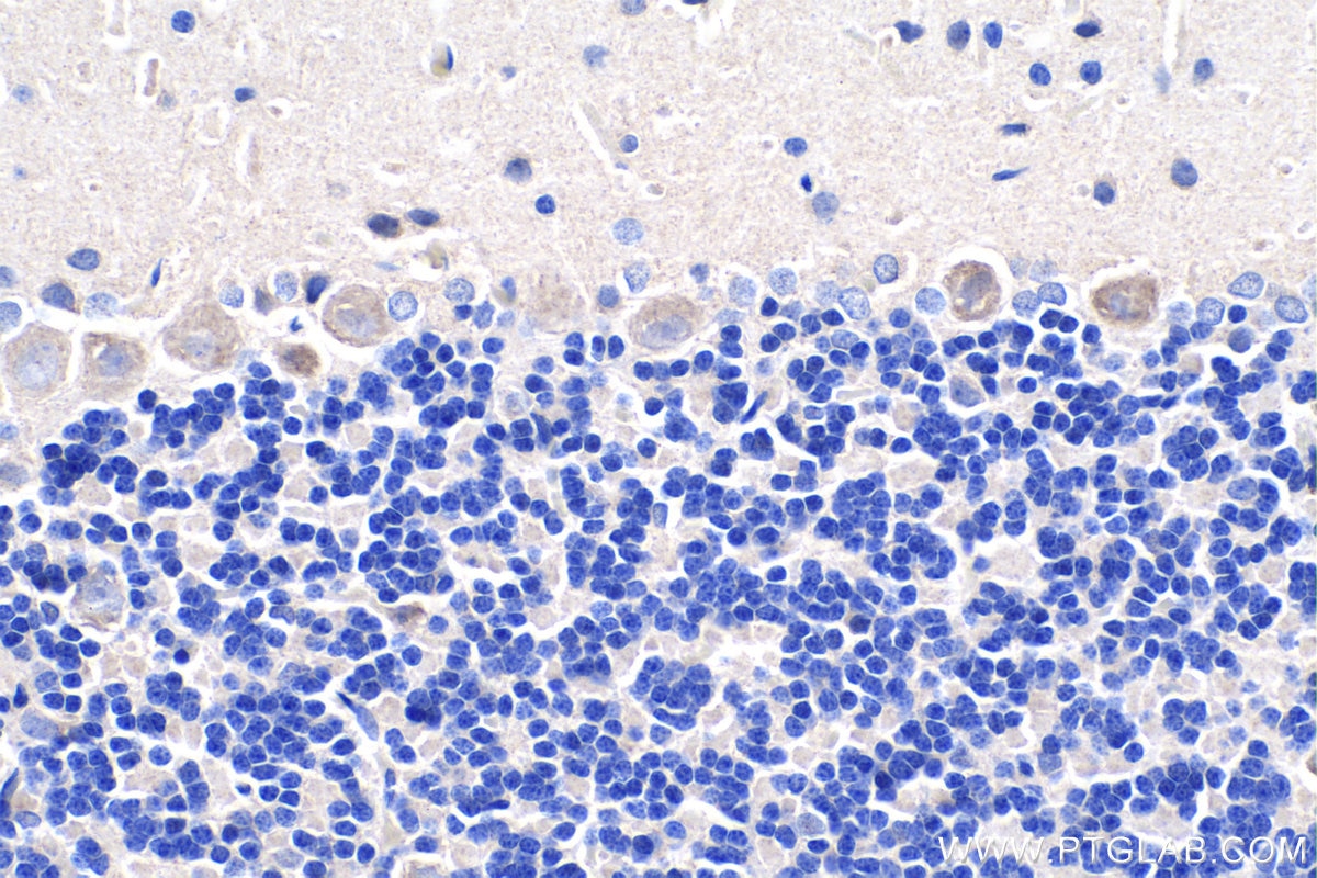 Immunohistochemistry (IHC) staining of rat cerebellum tissue using PCDHA9 Polyclonal antibody (18075-1-AP)