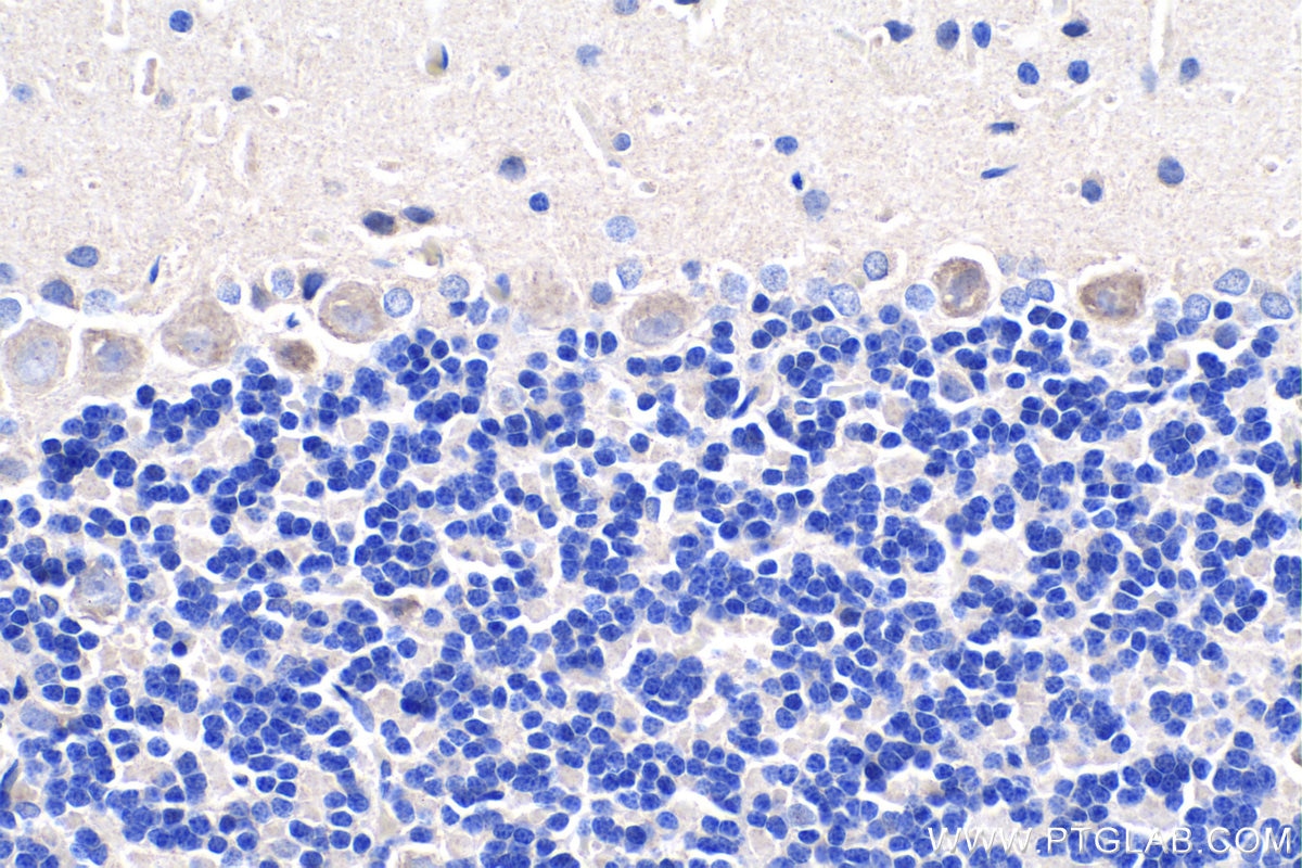 IHC staining of rat cerebellum using 18075-1-AP