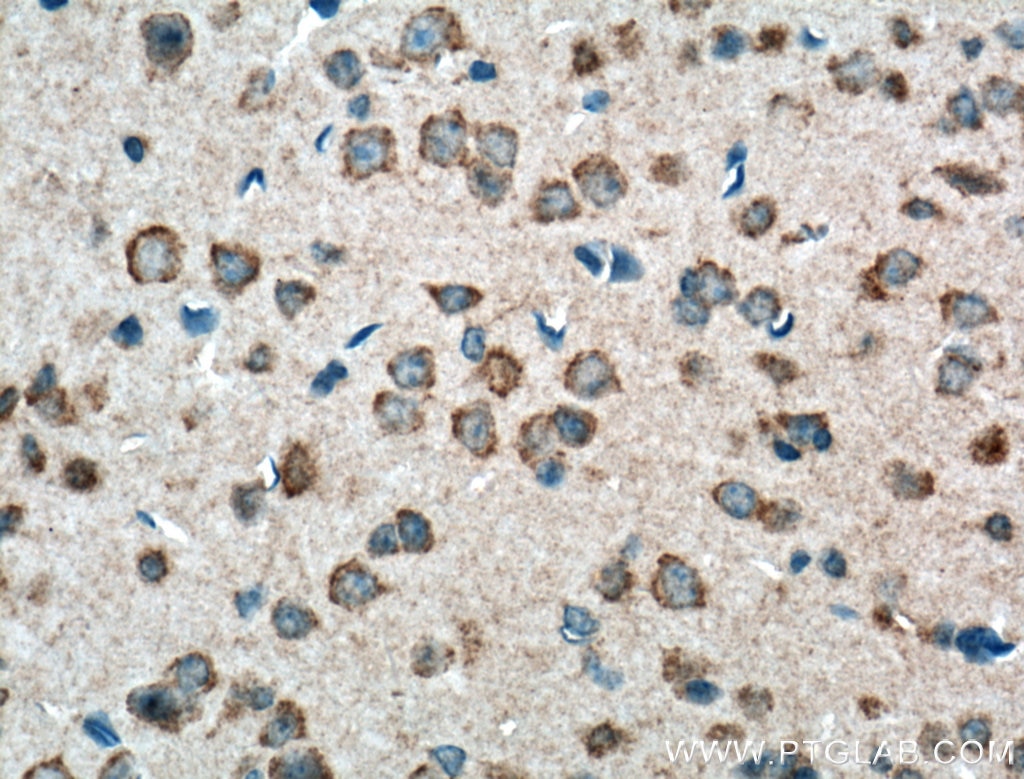 Immunohistochemistry (IHC) staining of mouse brain tissue using PCDHA9 Polyclonal antibody (18075-1-AP)