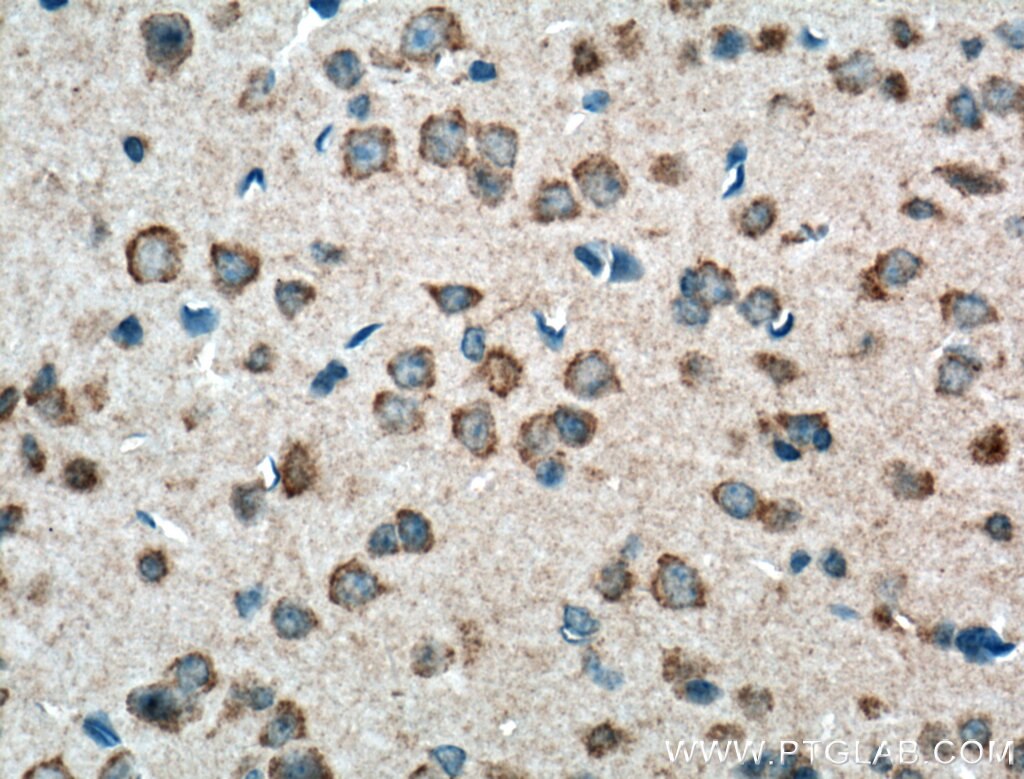 Immunohistochemistry (IHC) staining of mouse brain tissue using PCDHA9 Polyclonal antibody (18075-1-AP)