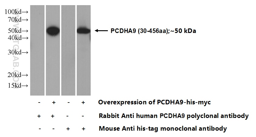 PCDHA9