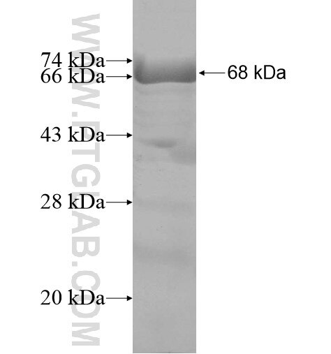PCDHA9 fusion protein Ag12767 SDS-PAGE