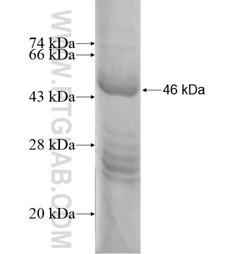 PCDHA9 fusion protein Ag12890 SDS-PAGE