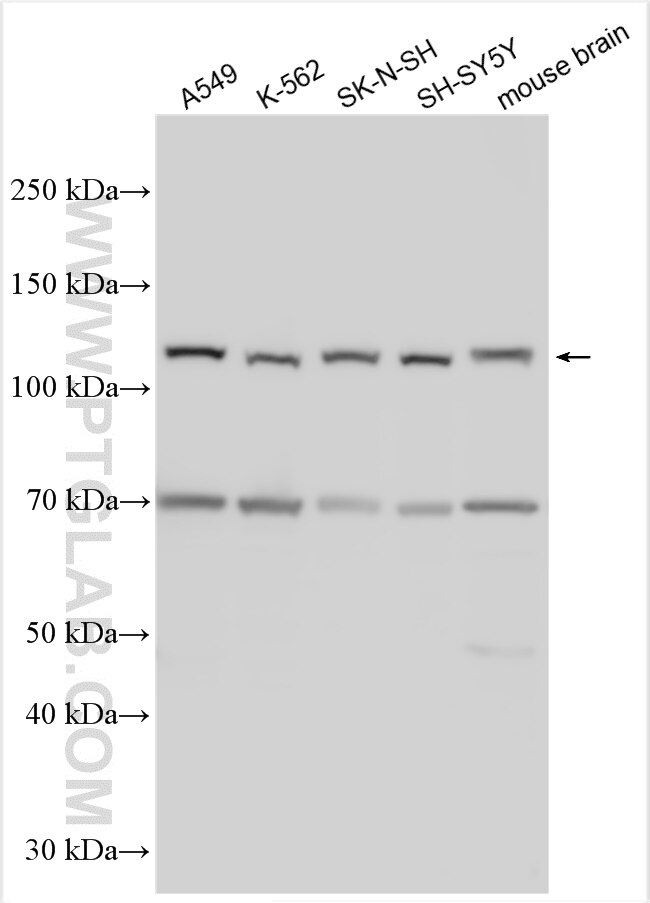 Western Blot (WB) analysis of various lysates using PCDHAC1 Polyclonal antibody (24314-1-AP)