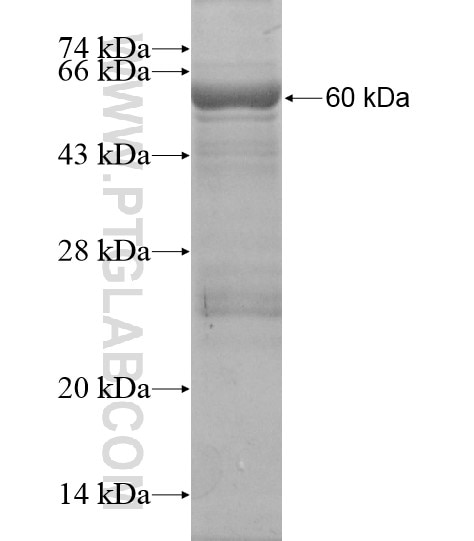 PCDHAC1 fusion protein Ag19431 SDS-PAGE
