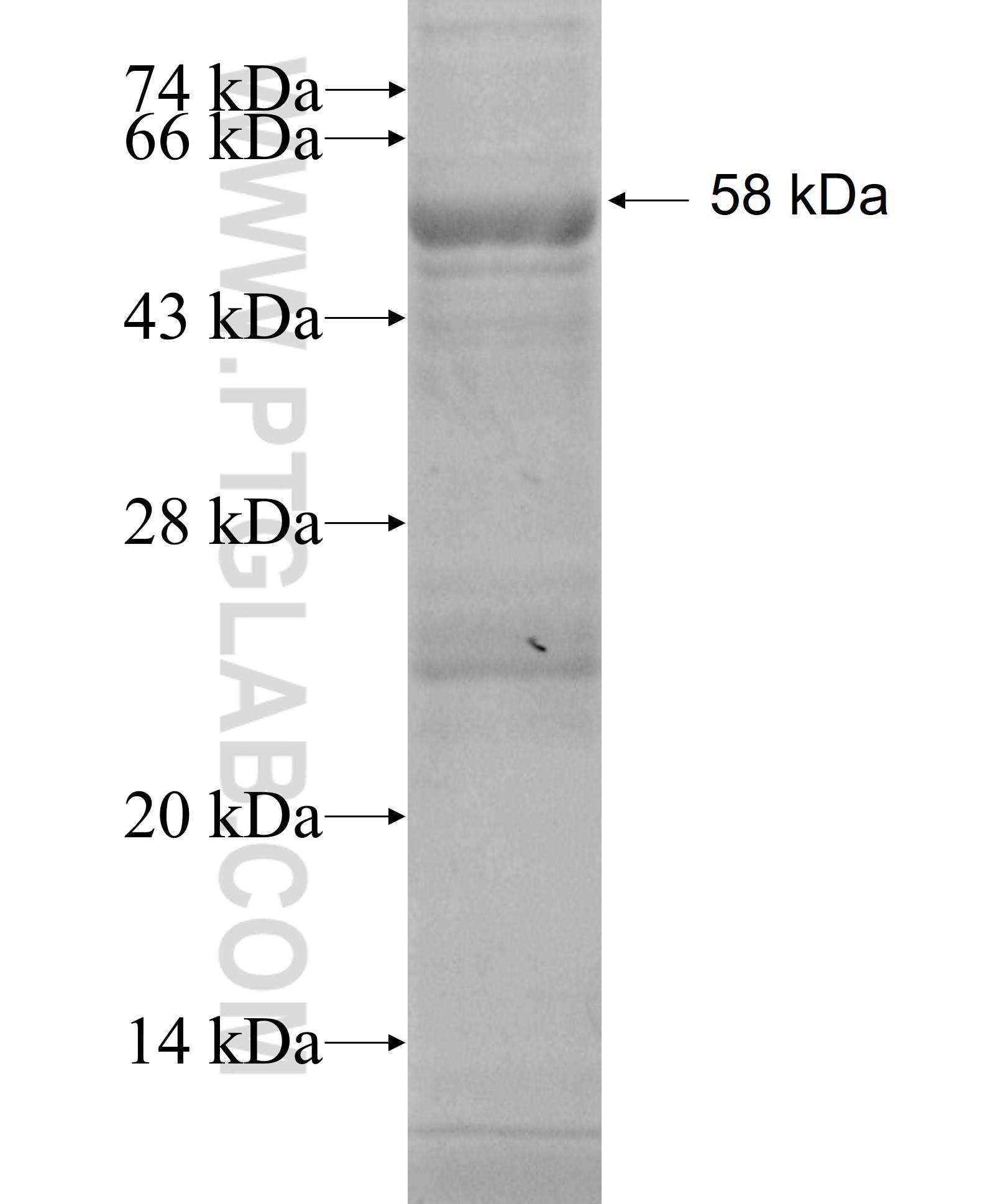 PCDHAC1 fusion protein Ag19431 SDS-PAGE