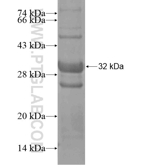 PCDHAC1 fusion protein Ag19928 SDS-PAGE