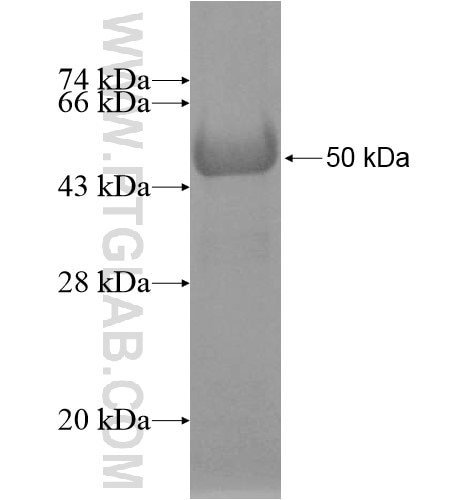 PCDHAC2 fusion protein Ag12889 SDS-PAGE