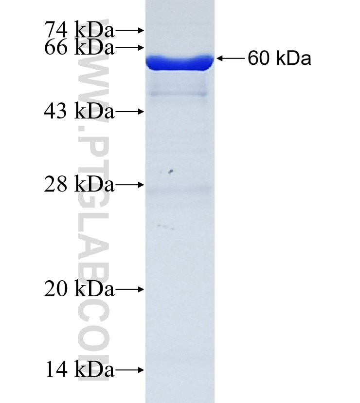 PCDHB1 fusion protein Ag35435 SDS-PAGE