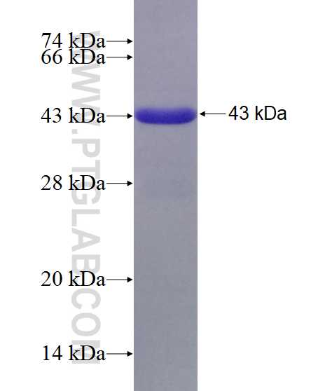 PCDHB11 fusion protein Ag13097 SDS-PAGE