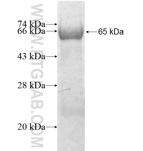 PCDHB11 fusion protein Ag13108 SDS-PAGE
