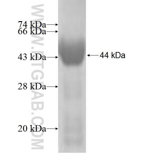 PCDHB12 fusion protein Ag5135 SDS-PAGE