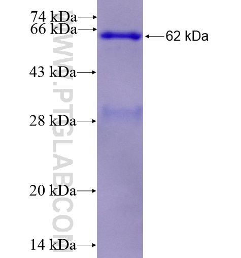 PCDHB13 fusion protein Ag10713 SDS-PAGE