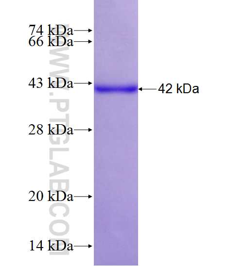 PCDHB13 fusion protein Ag10937 SDS-PAGE