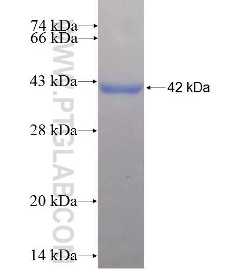 PCDHB15 fusion protein Ag4639 SDS-PAGE