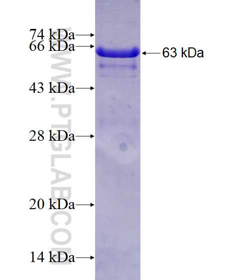 PCDHB16 fusion protein Ag3776 SDS-PAGE