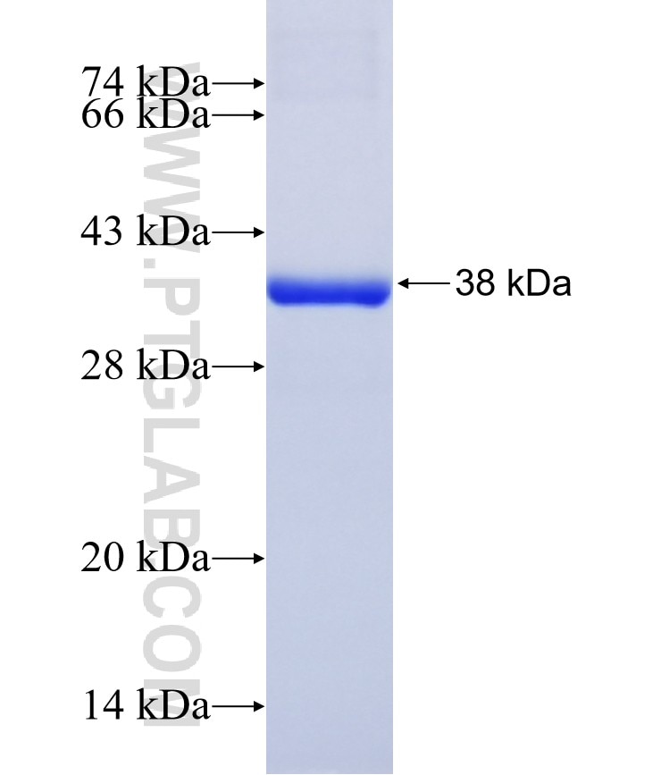PCDHB2 fusion protein Ag16065 SDS-PAGE