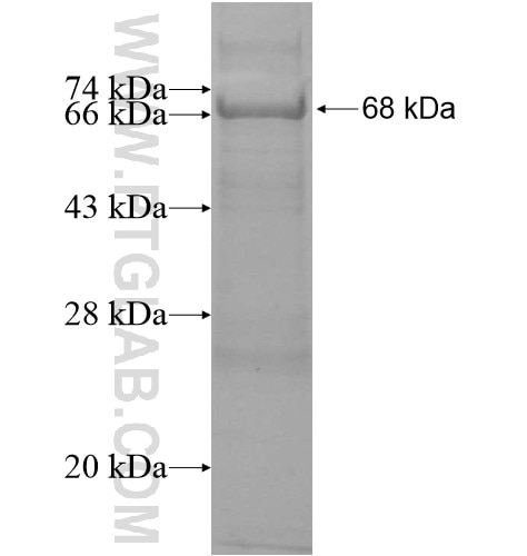 PCDHB3 fusion protein Ag12769 SDS-PAGE
