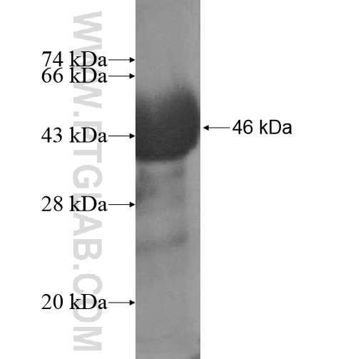 PCDHB3 fusion protein Ag12891 SDS-PAGE