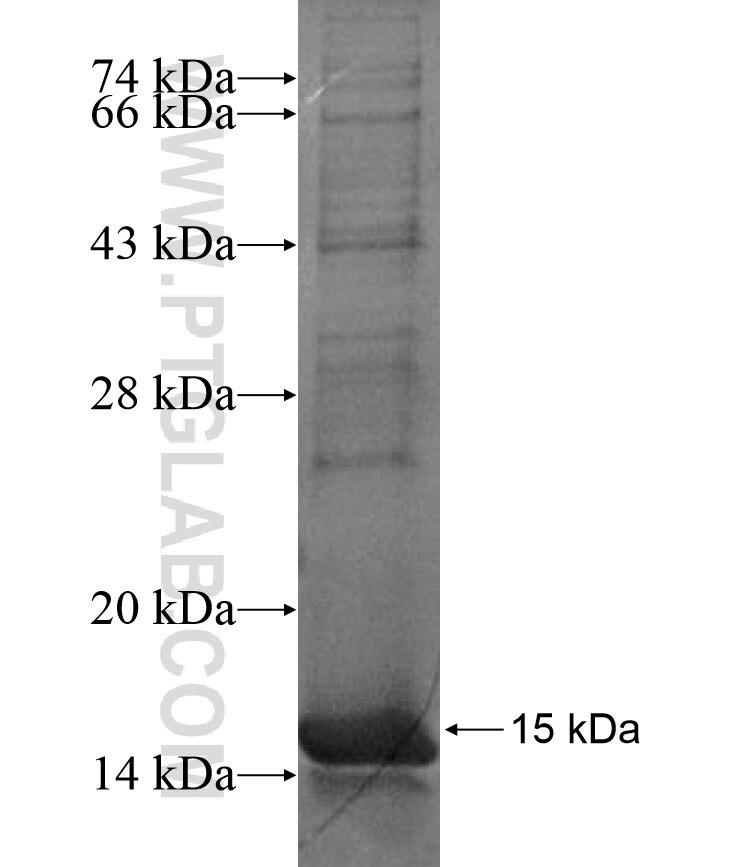 PCDHB4 fusion protein Ag17339 SDS-PAGE