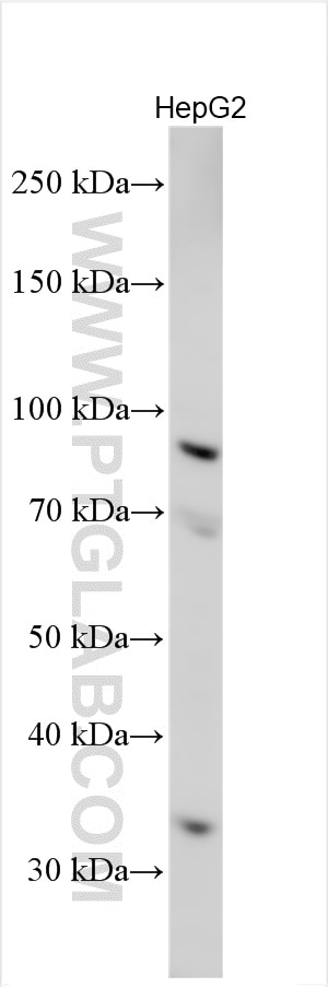 Western Blot (WB) analysis of various lysates using PCDHB5 Polyclonal antibody (19609-1-AP)