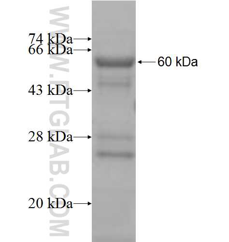 PCDHB5 fusion protein Ag7458 SDS-PAGE