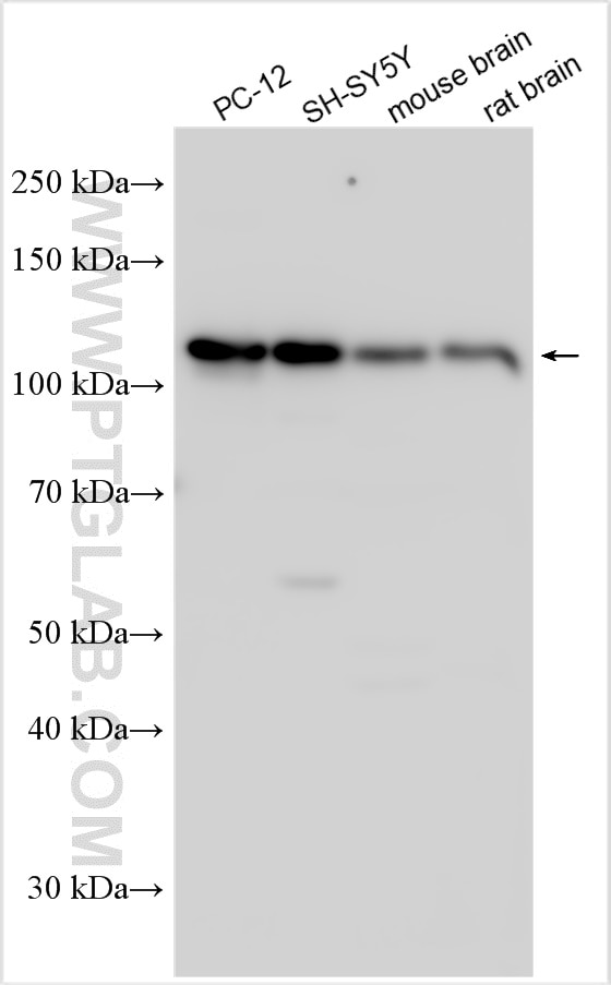 Western Blot (WB) analysis of various lysates using PCDHGA1 Polyclonal antibody (18279-1-AP)