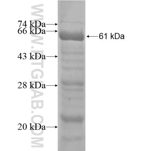 PCDHGA1 fusion protein Ag13107 SDS-PAGE