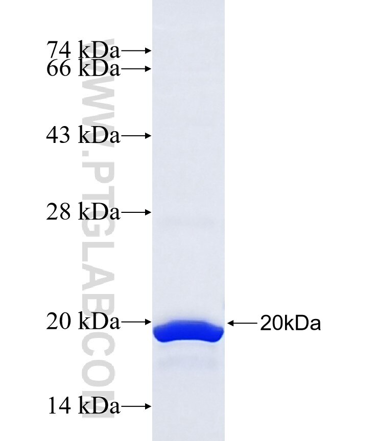 PCDHGA10 fusion protein Ag38767 SDS-PAGE