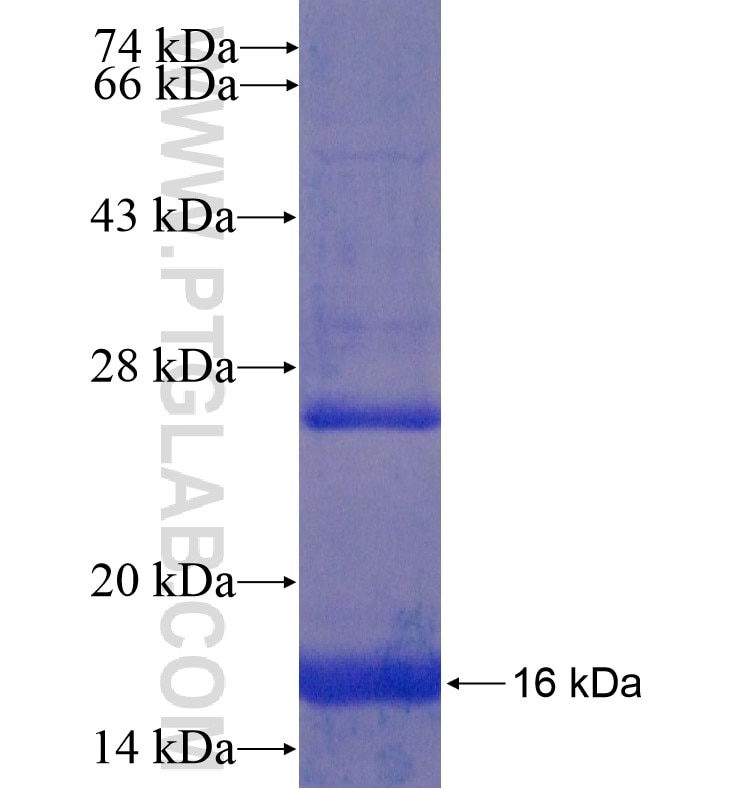PCDHGA6 fusion protein Ag16629 SDS-PAGE