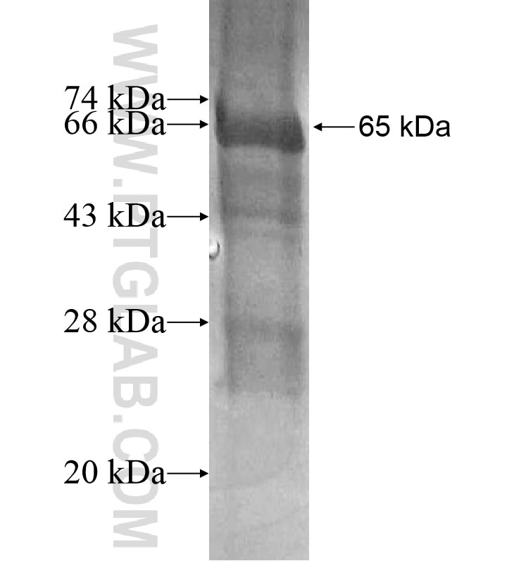 PCDHGB1 fusion protein Ag16429 SDS-PAGE