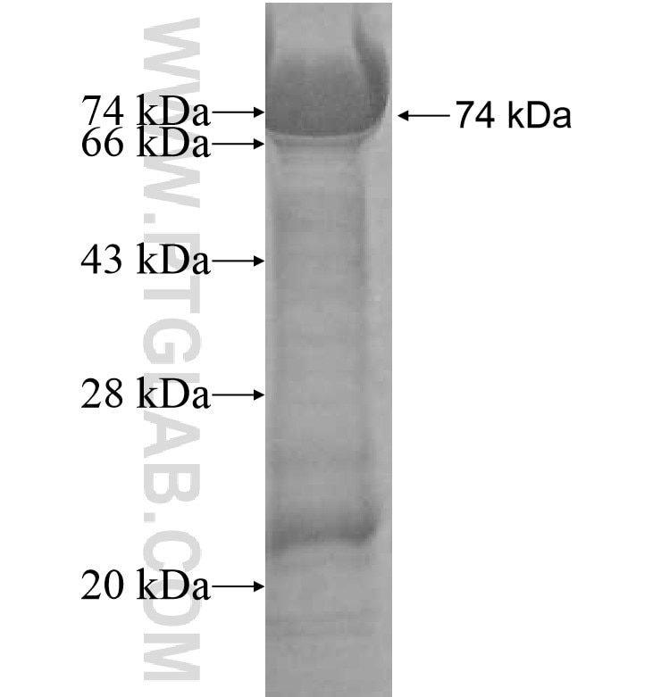 PCDHGB2 fusion protein Ag12575 SDS-PAGE