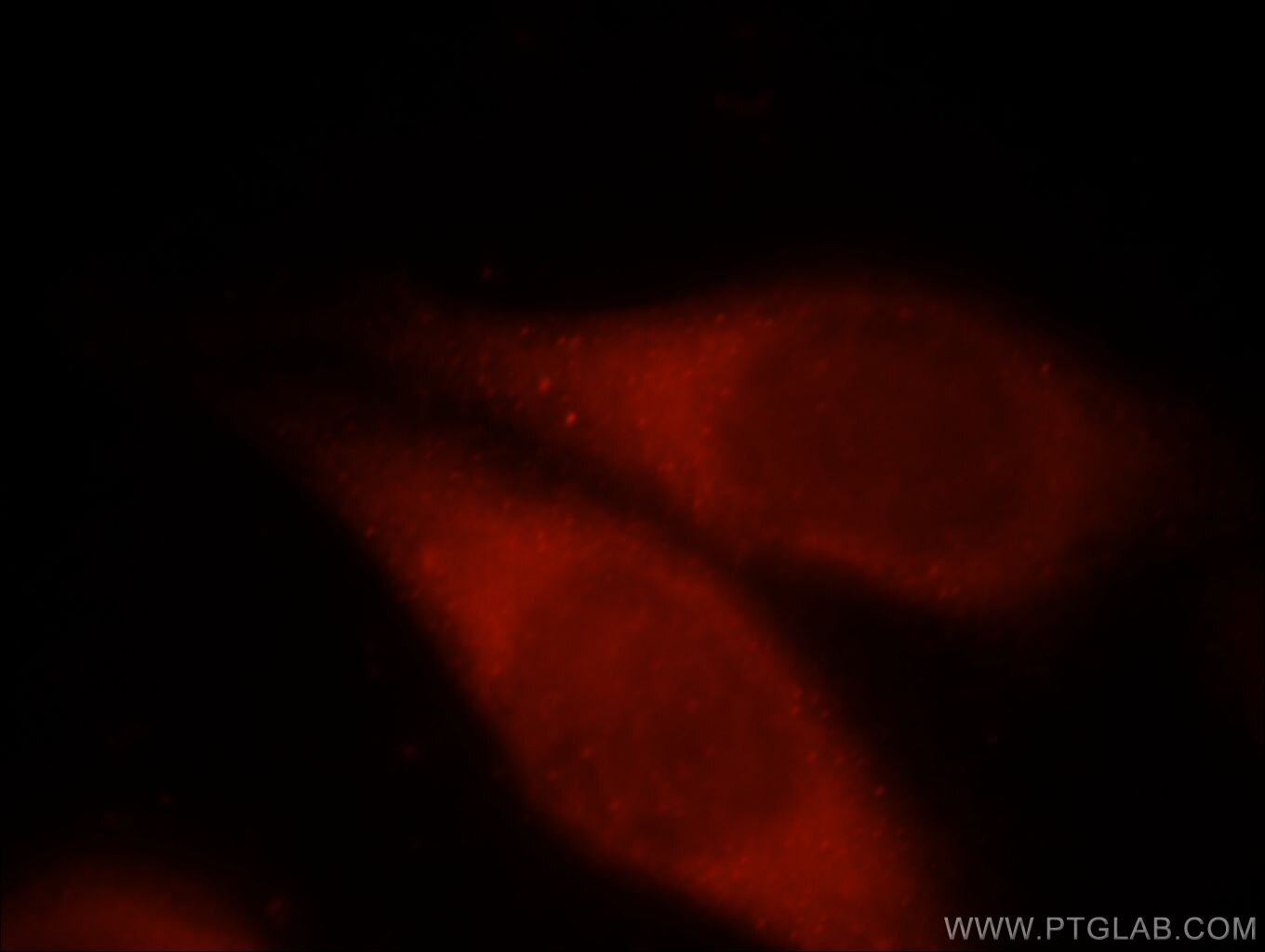 Immunofluorescence (IF) / fluorescent staining of HeLa cells using PCDHGB3 Polyclonal antibody (21204-1-AP)
