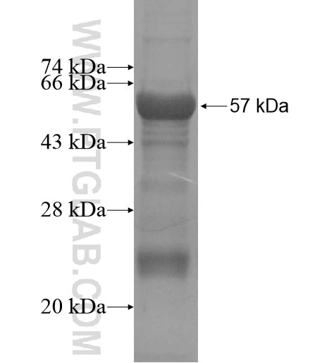 PCDHGB3 fusion protein Ag15569 SDS-PAGE