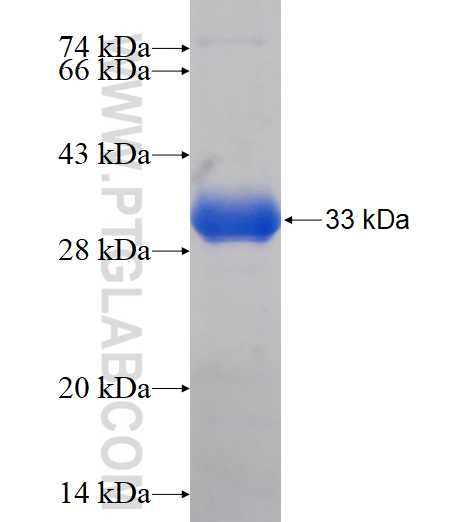PCDHGB3 fusion protein Ag16620 SDS-PAGE