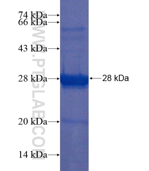 PCDHGB6 fusion protein Ag20314 SDS-PAGE
