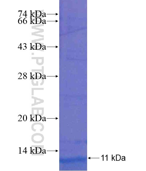 PCDHGB6 fusion protein Ag20480 SDS-PAGE