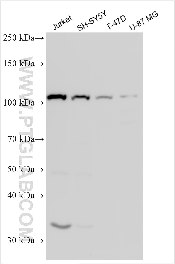 Western Blot (WB) analysis of various lysates using PCDHGB7 Polyclonal antibody (30040-1-AP)