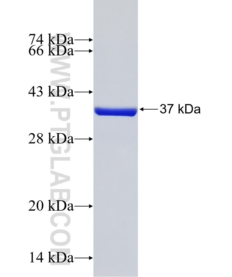 PCDHGB7 fusion protein Ag32511 SDS-PAGE